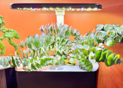 Indoor Hydroponics Class