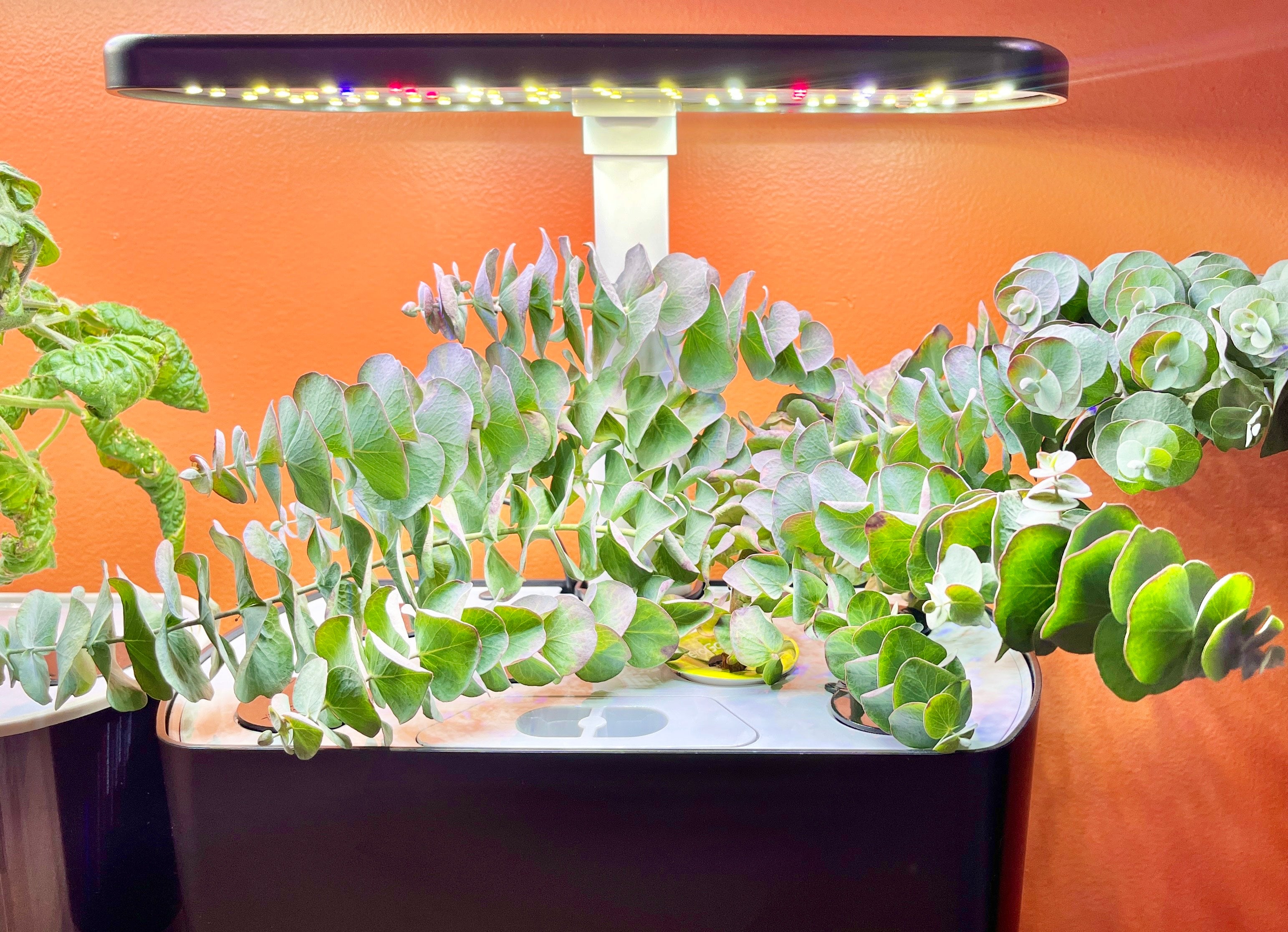 Indoor Hydroponics Class