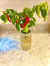 Indoor Hydroponics Class