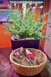Indoor Hydroponics Class