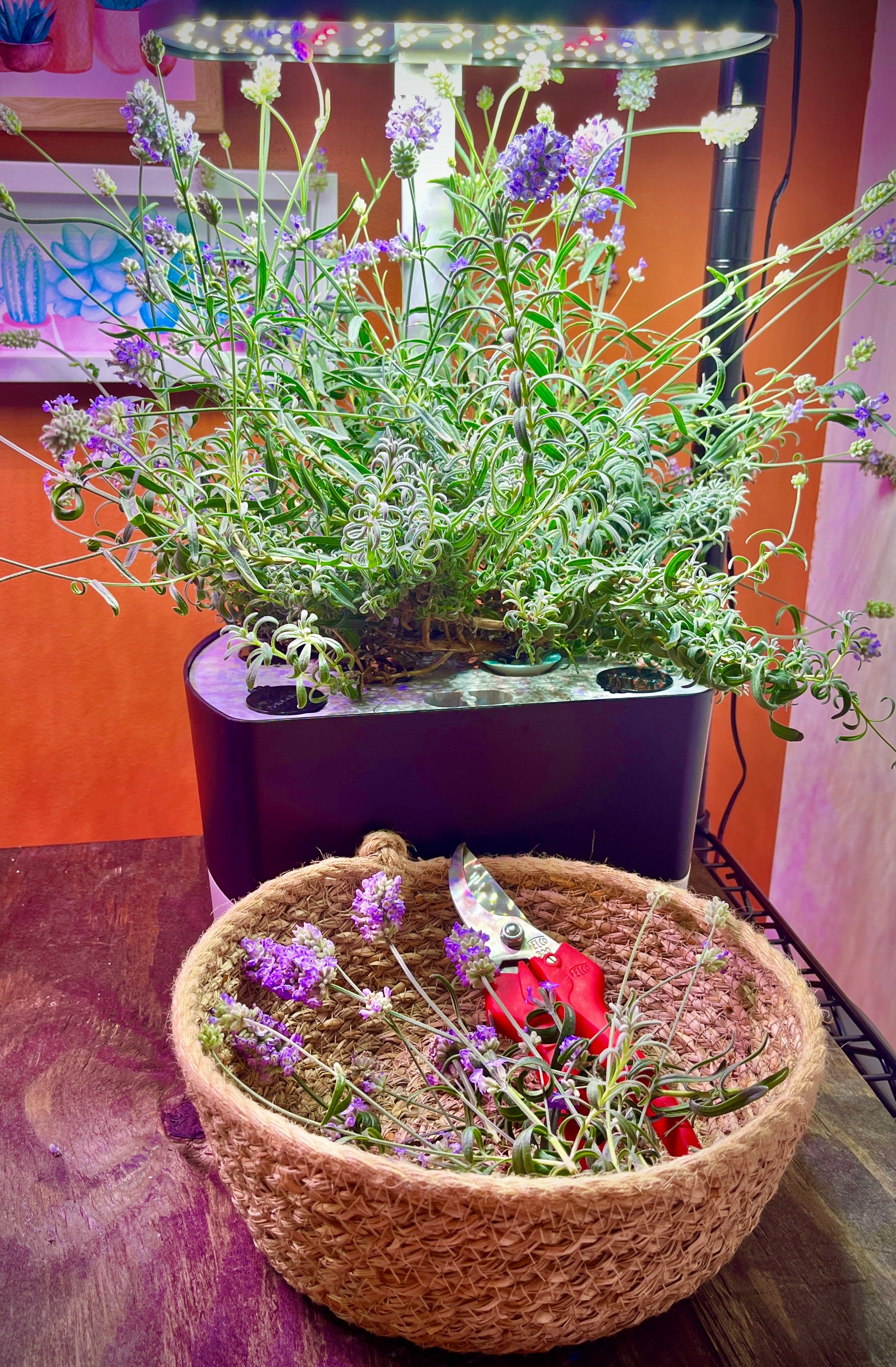 Indoor Hydroponics Class