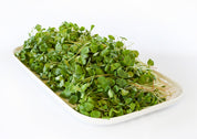 Organic Buckwheat Microgreens