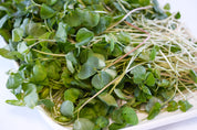 Organic Buckwheat Microgreens
