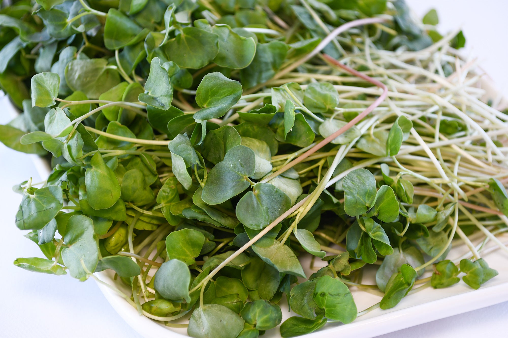 Organic Buckwheat Microgreens
