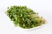 Organic Buckwheat Microgreens