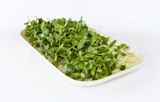 Organic Sunflower Shoots