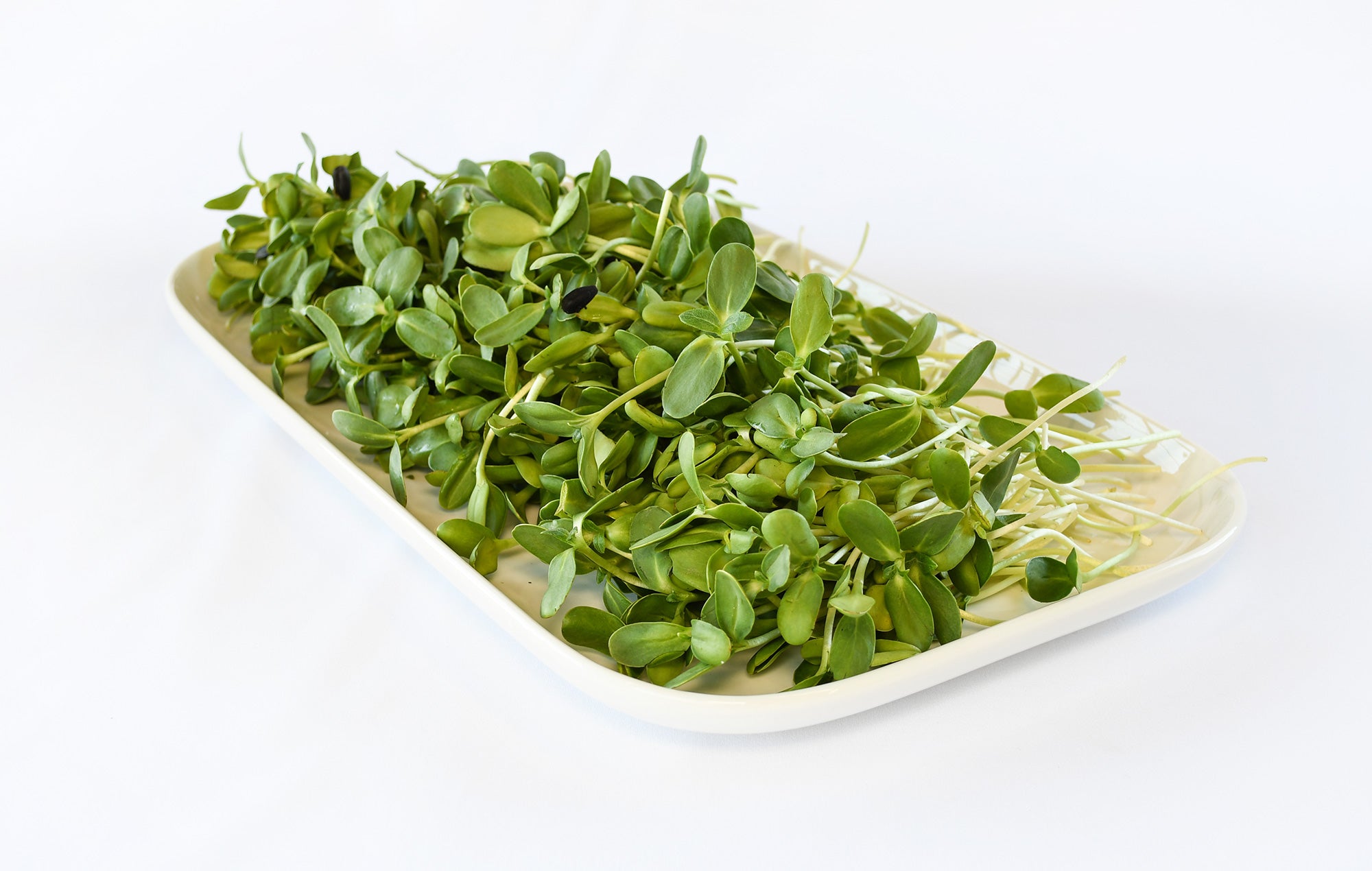 Organic Sunflower Shoots