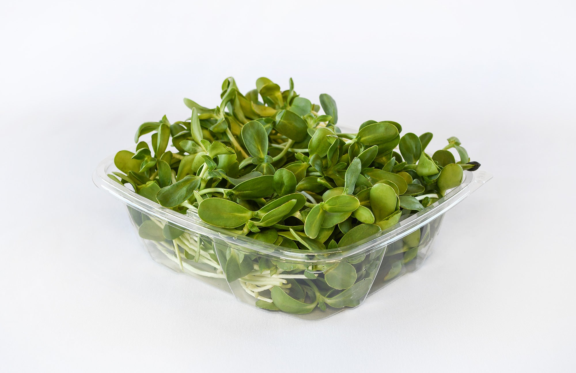 Organic Sunflower Shoots