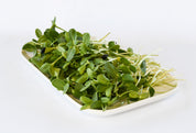 Organic Sunflower Shoots