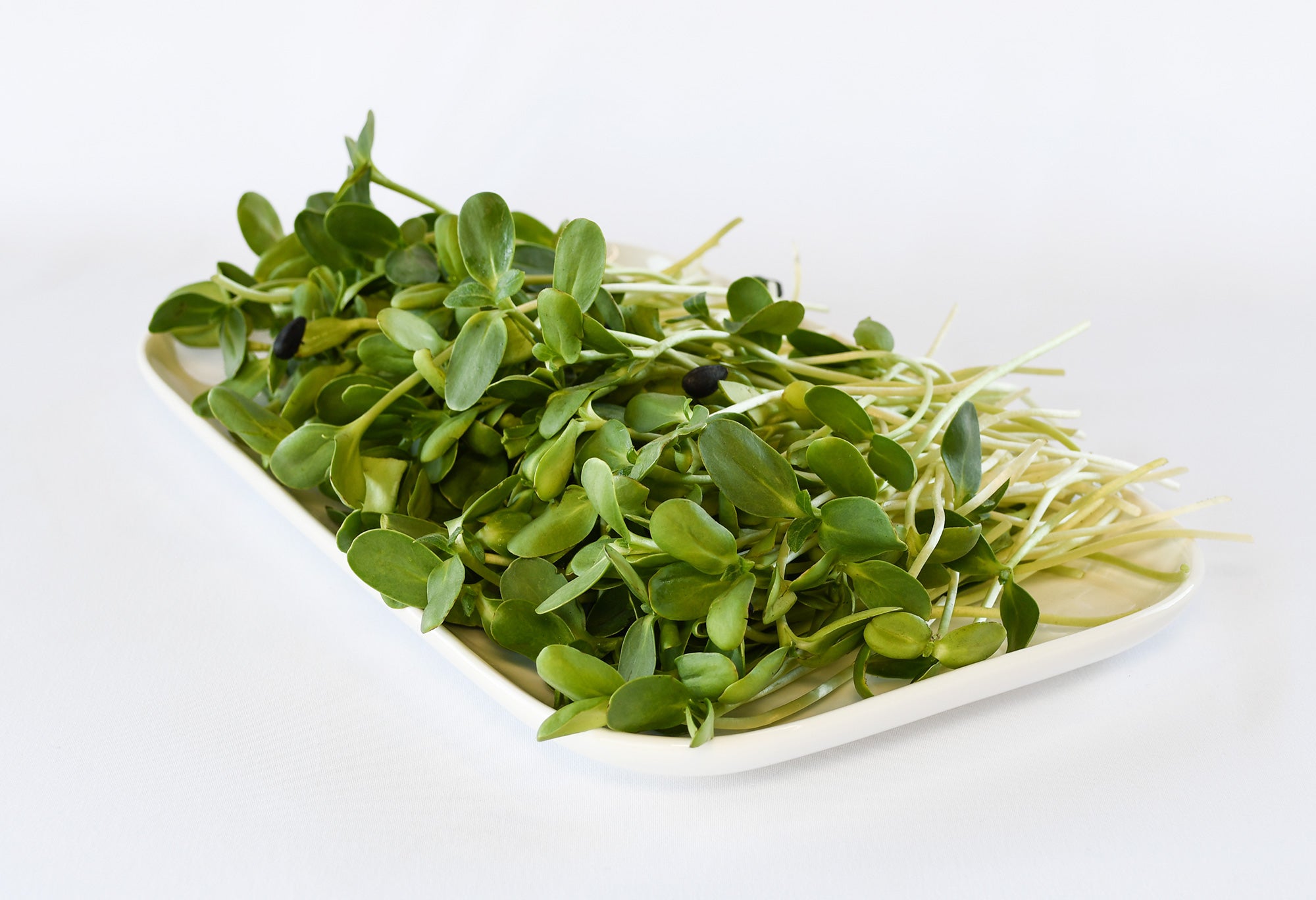 Organic Sunflower Shoots