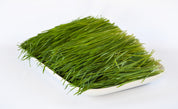 Organic Wheatgrass