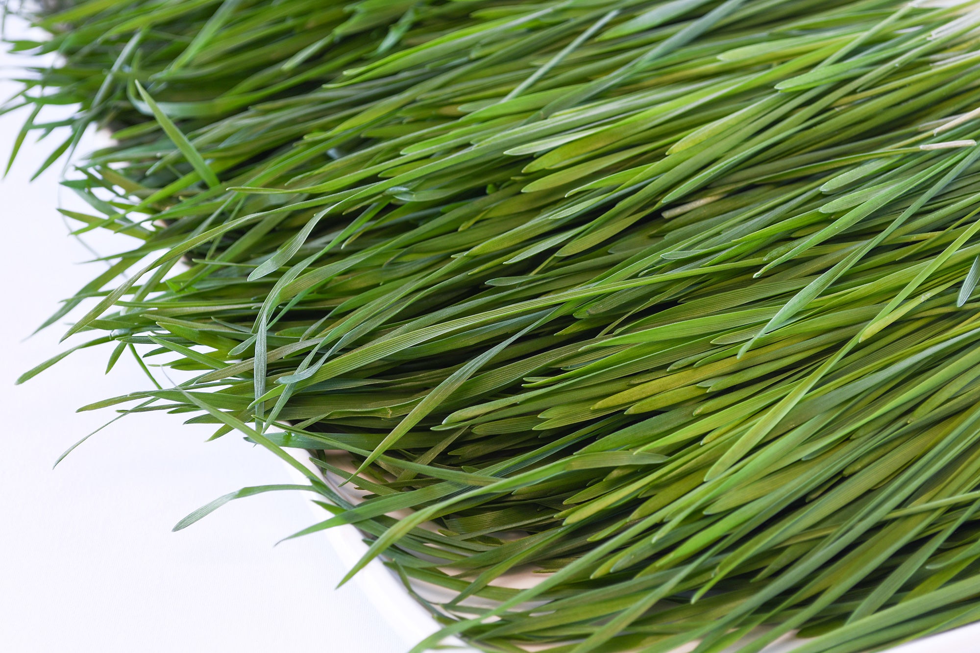 Organic Wheatgrass