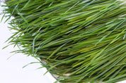 Organic Wheatgrass