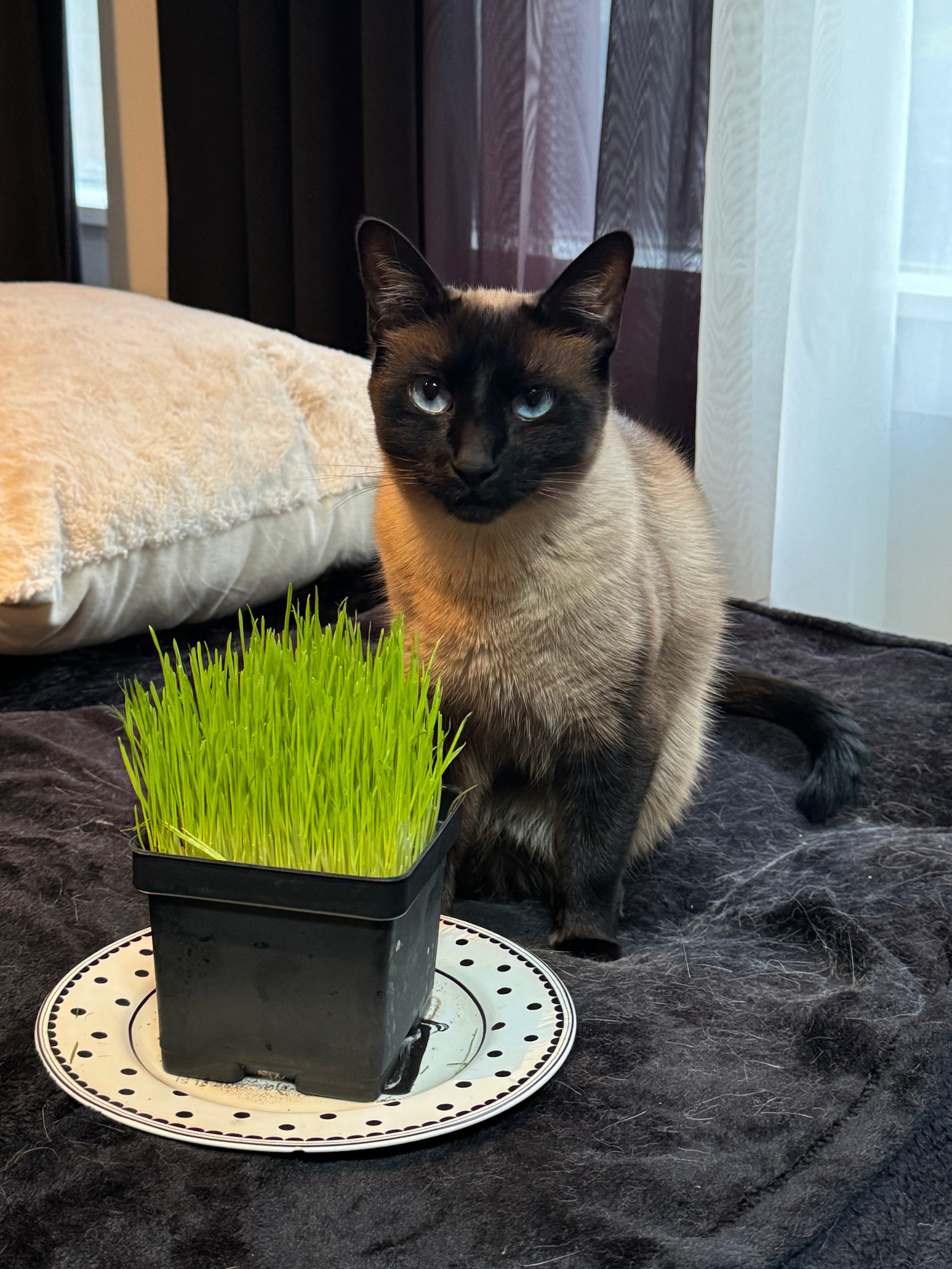 How to Take Care of Your Pet Grass