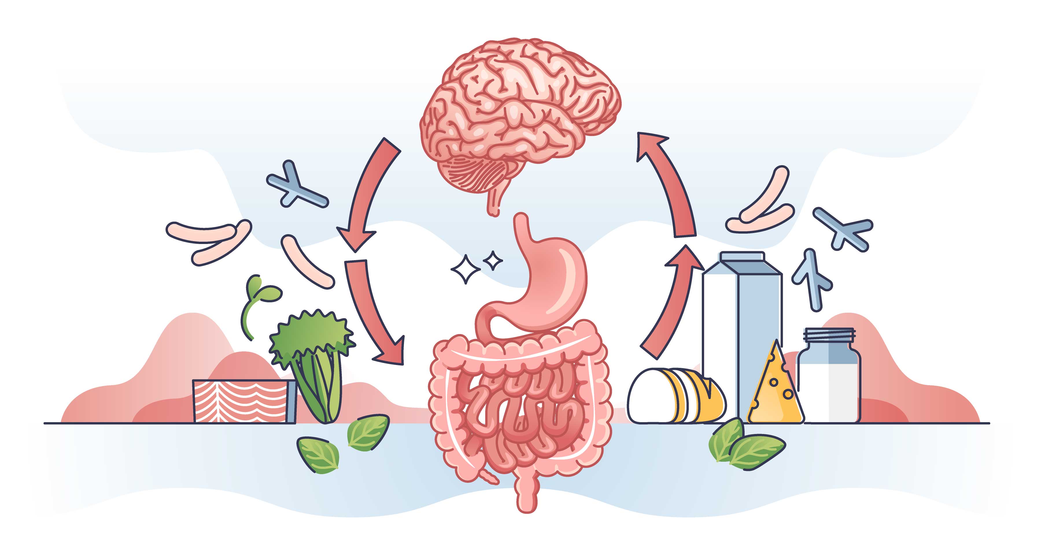 The Gut-Brain Axis: How Your Microbiome Affects Mood, Sleep & Focus - Ophema Farms + Juicery