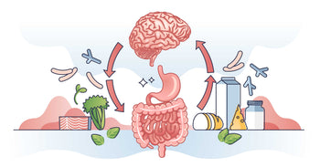 The Gut-Brain Axis: How Your Microbiome Affects Mood, Sleep & Focus - Ophema Farms + Juicery