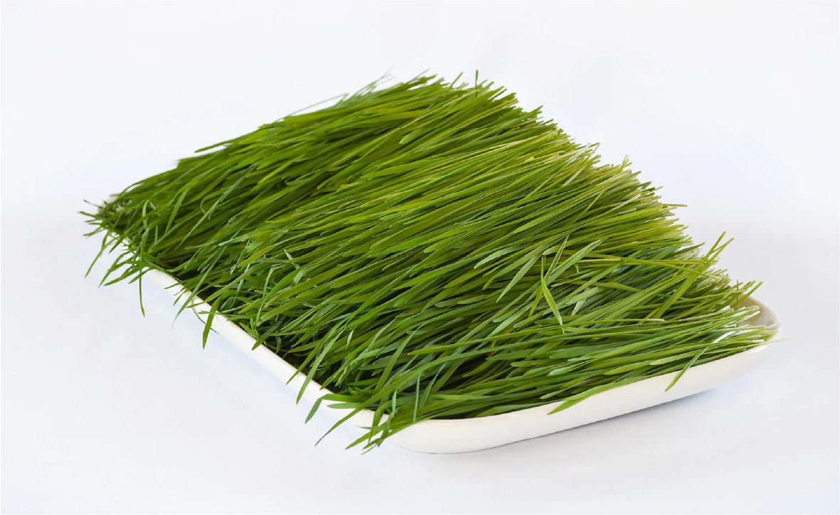 Organic Microgreens - Wheatgrass, Pea Shoots, Broccoli Microgrees - Ophema Farms + Juicery