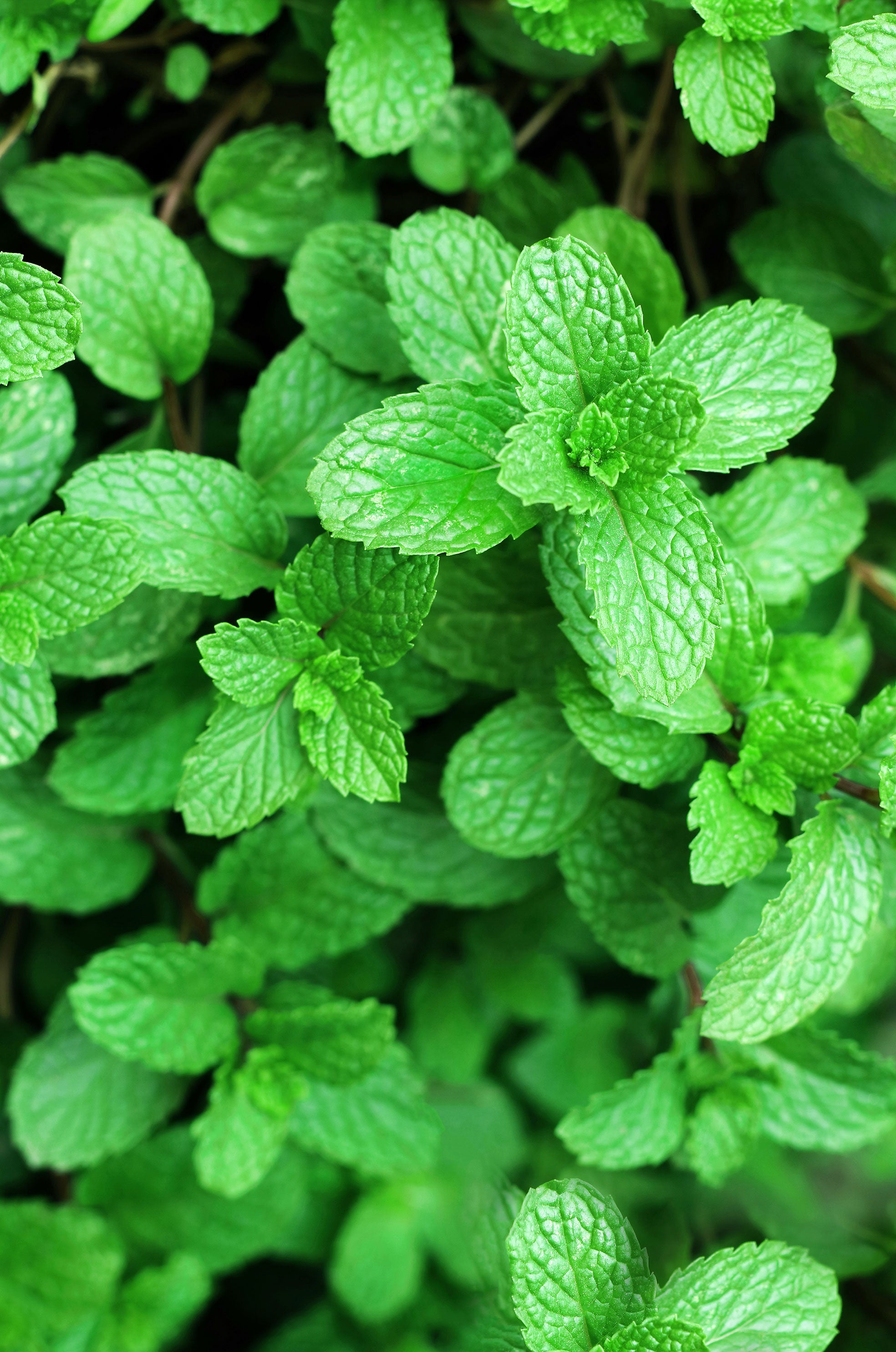 AdobeStock_329270853_web.jpg