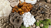 Elevate Your Health with Mushrooms