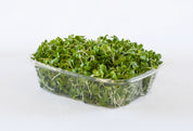 Organic Broccoli Microgreens