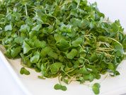 Organic Broccoli Microgreens