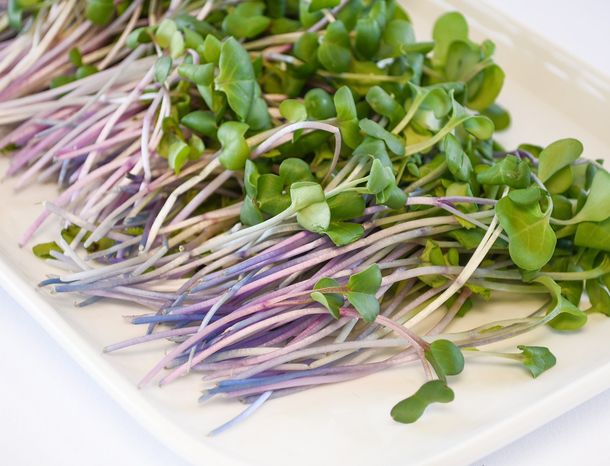 Organic Radish Microgreens