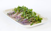 Organic Radish Microgreens