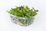 Organic Radish Microgreens