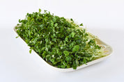 Organic Pea Shoots
