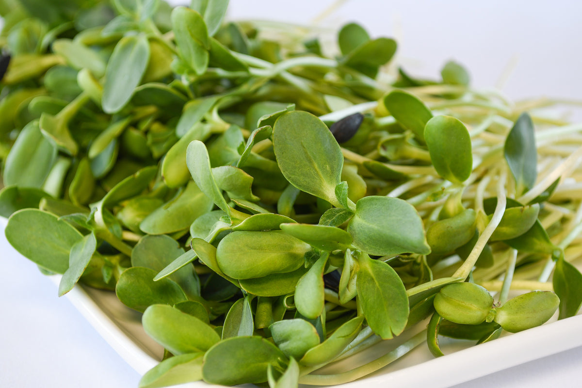 Organic Sunflower Shoots - Ophema Farms + Juicery