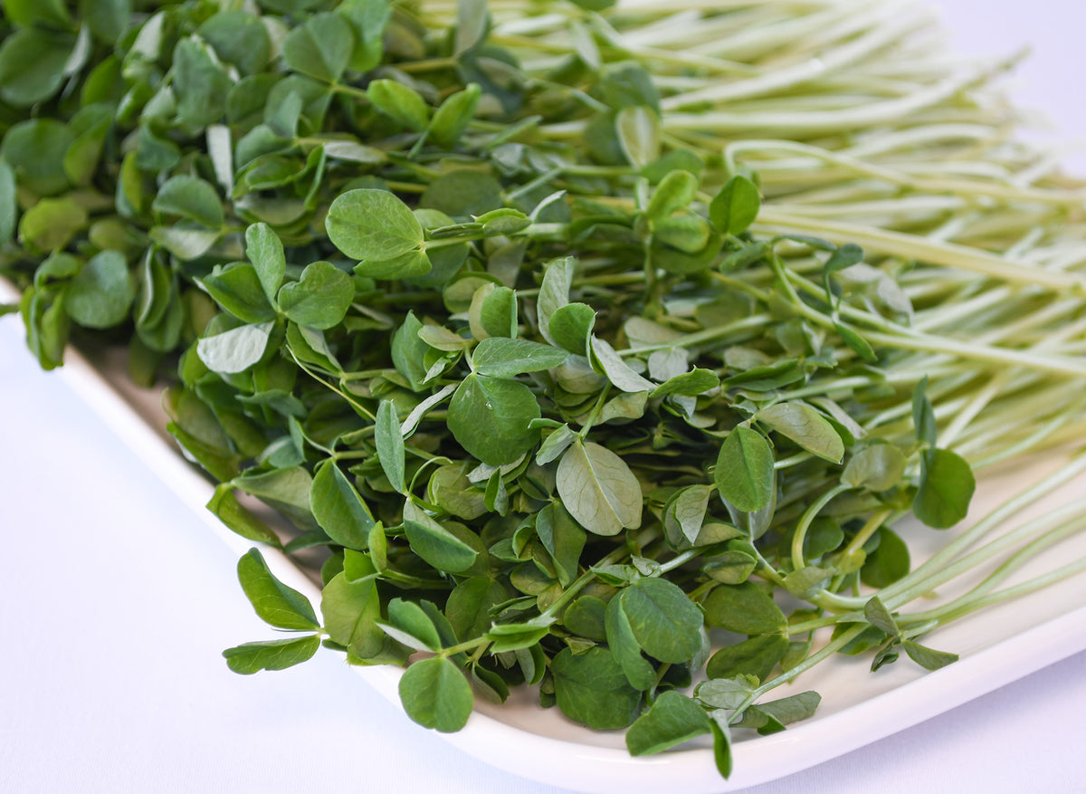 Organic Pea Shoots - Ophema Farms + Juicery