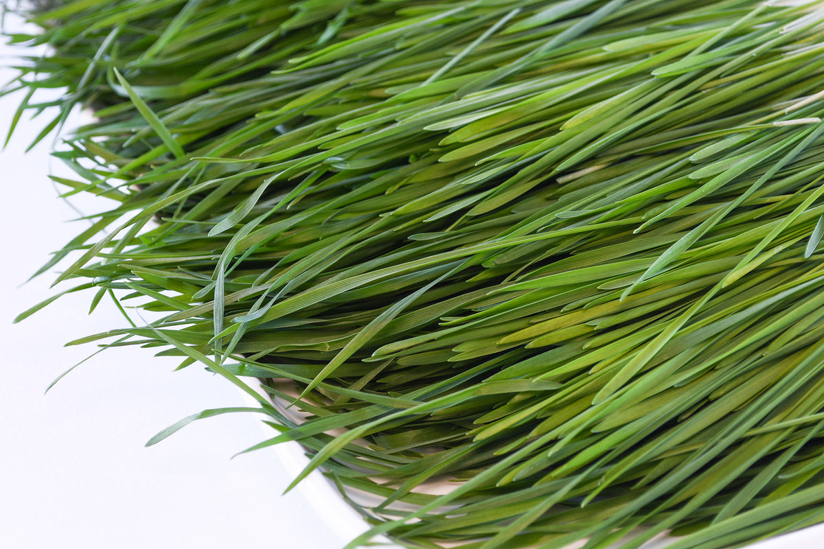 Organic Wheatgrass - Ophema Farms + Juicery