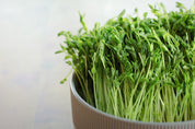 Hippocrates Wheatgrass, Sunflower and Pea Shoot Bundle