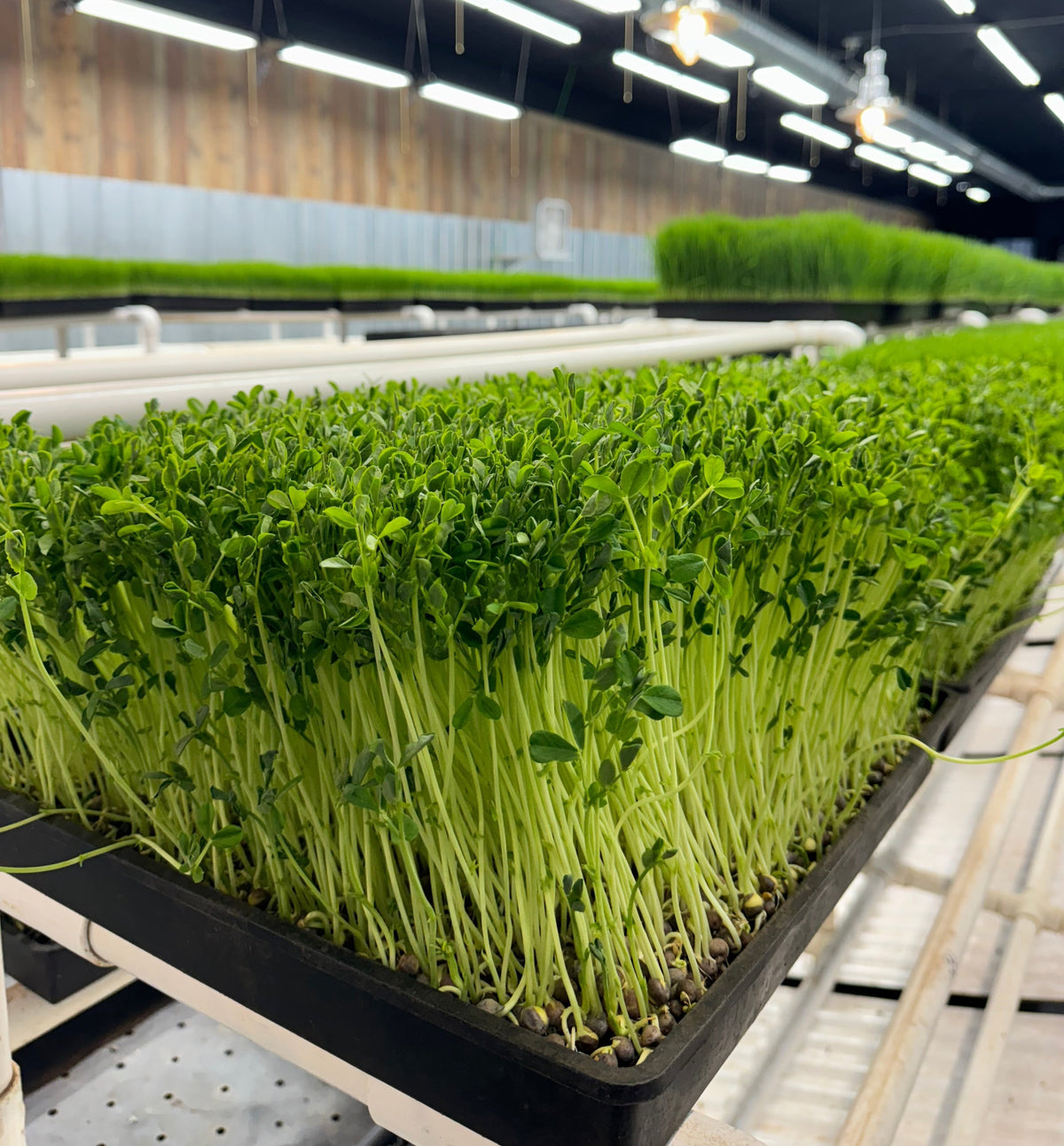 Organic Pea Shoots Straight from the Farm