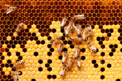 The Honey Bee Season & Honey Tasting