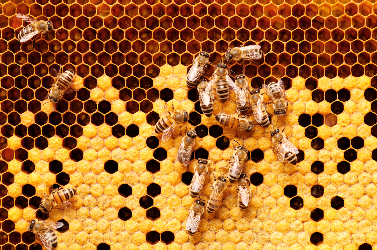 The Honey Bee Season & Honey Tasting