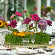 Wheatgrass Tray