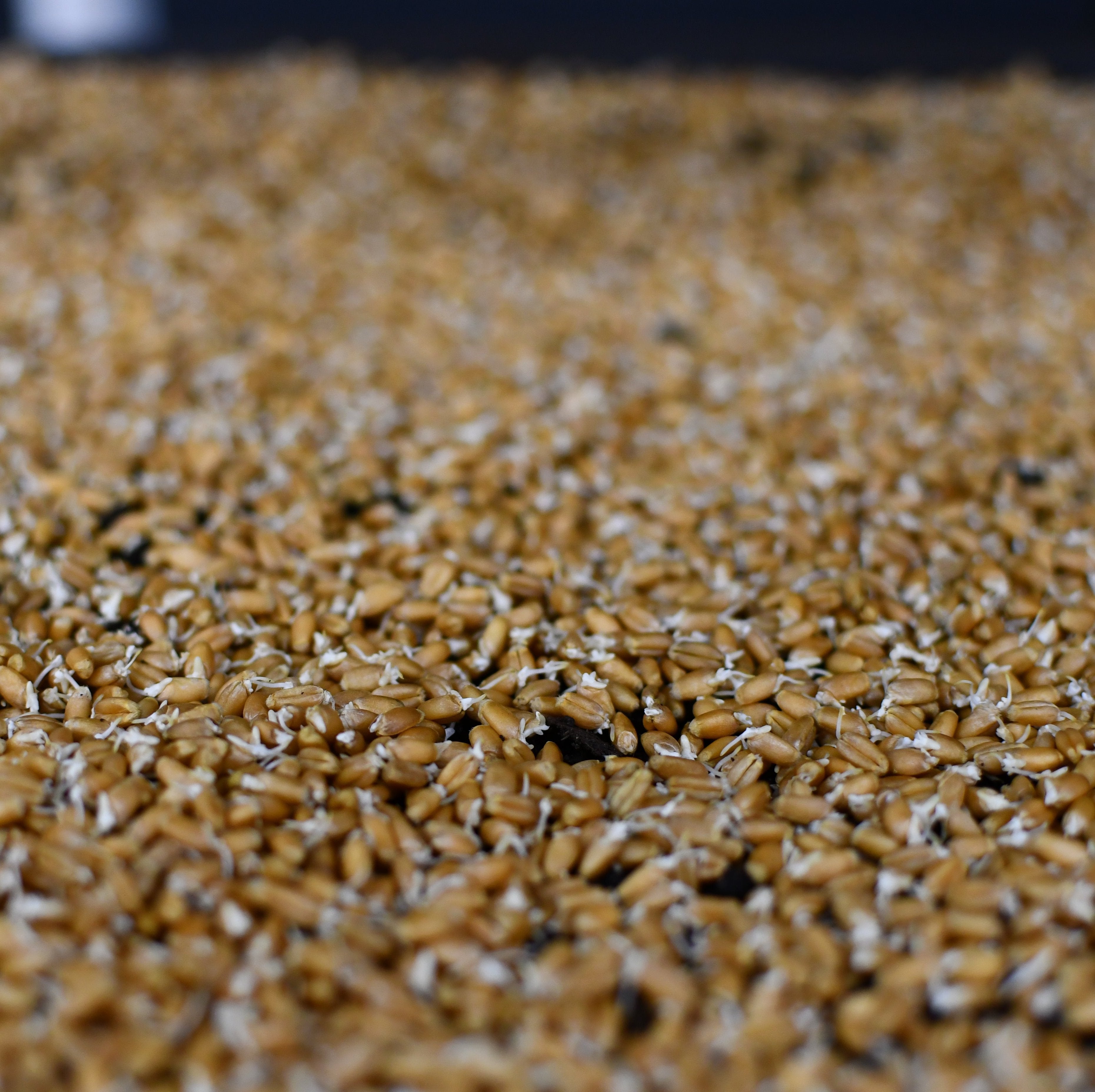 Wheatgrass_Seeds.jpg