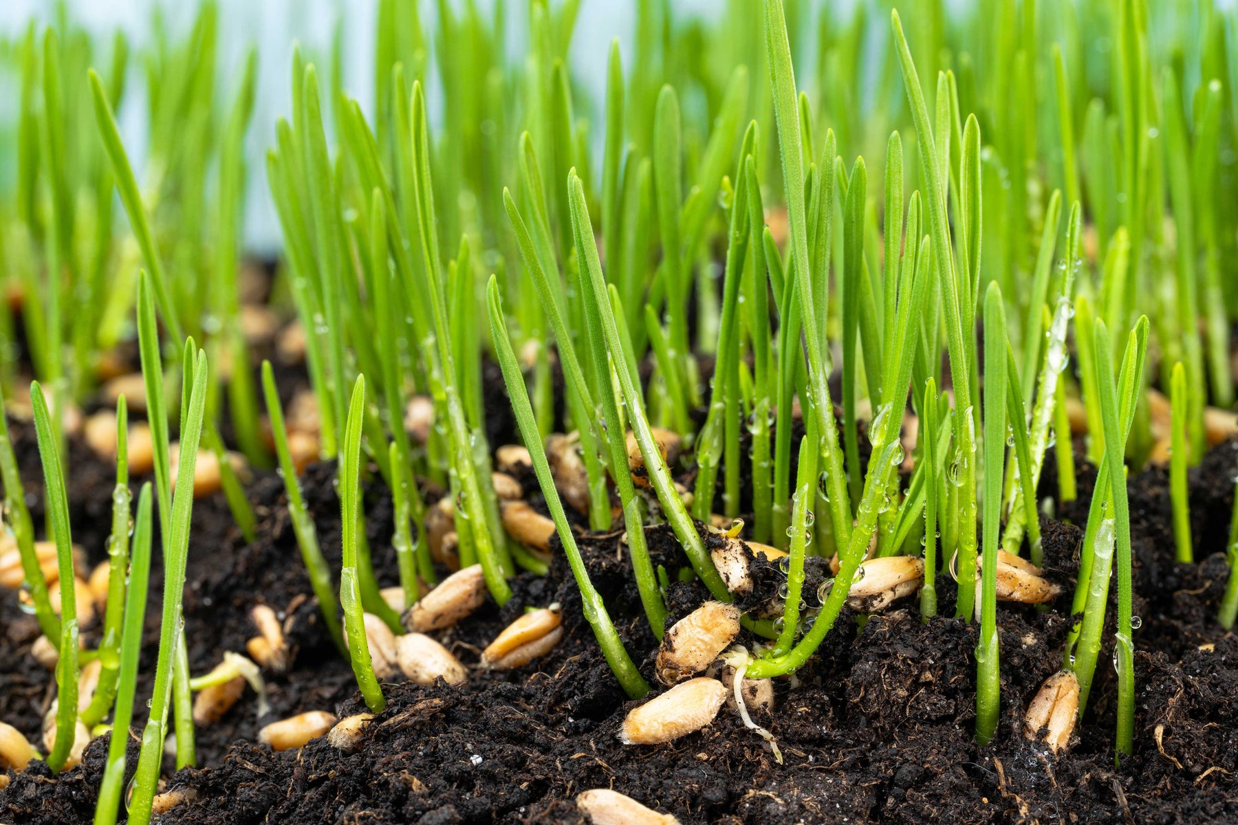 We Don't Just Make the Juice. We Grow What Goes Into It.