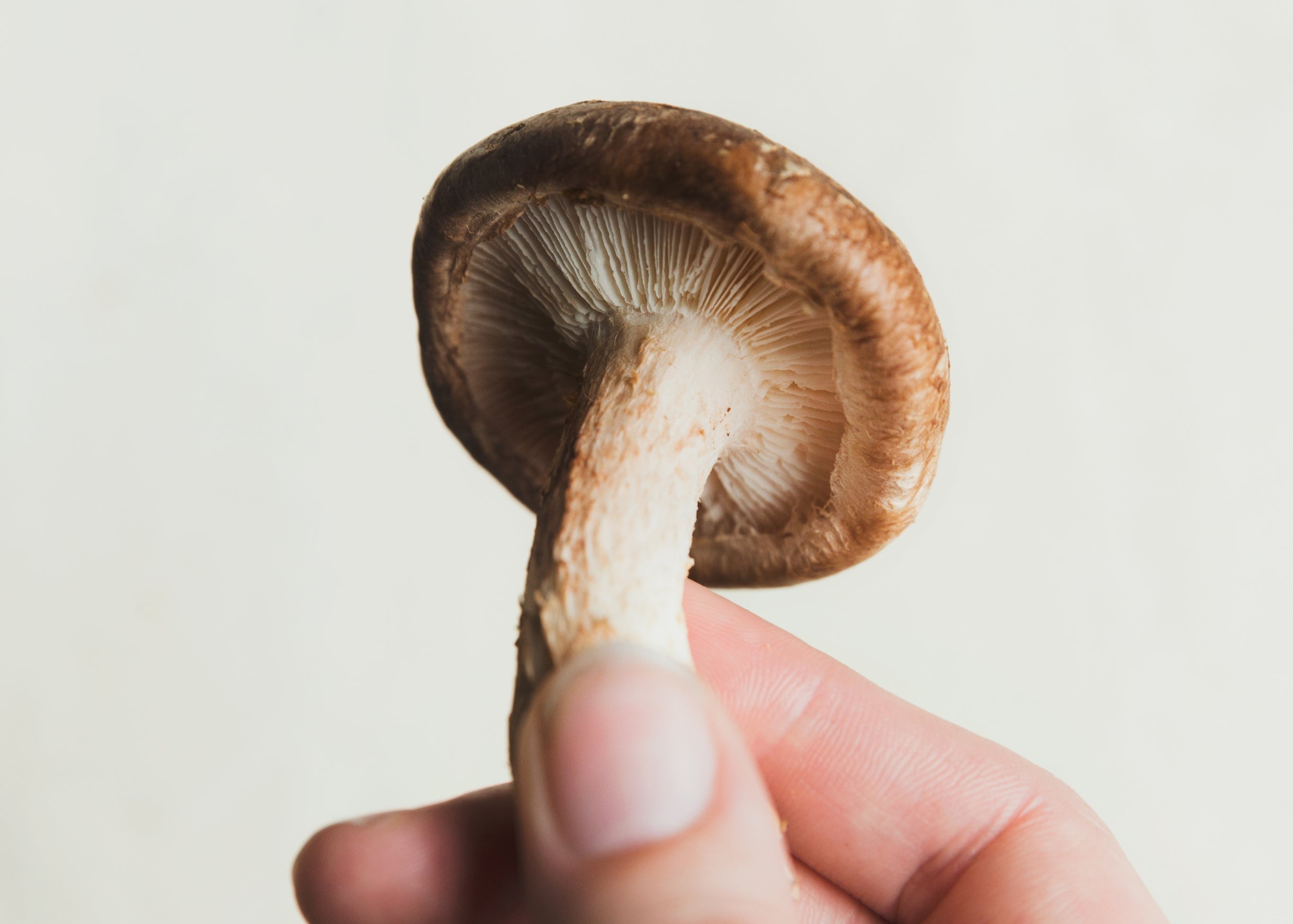 Elevate Your Health with Mushrooms