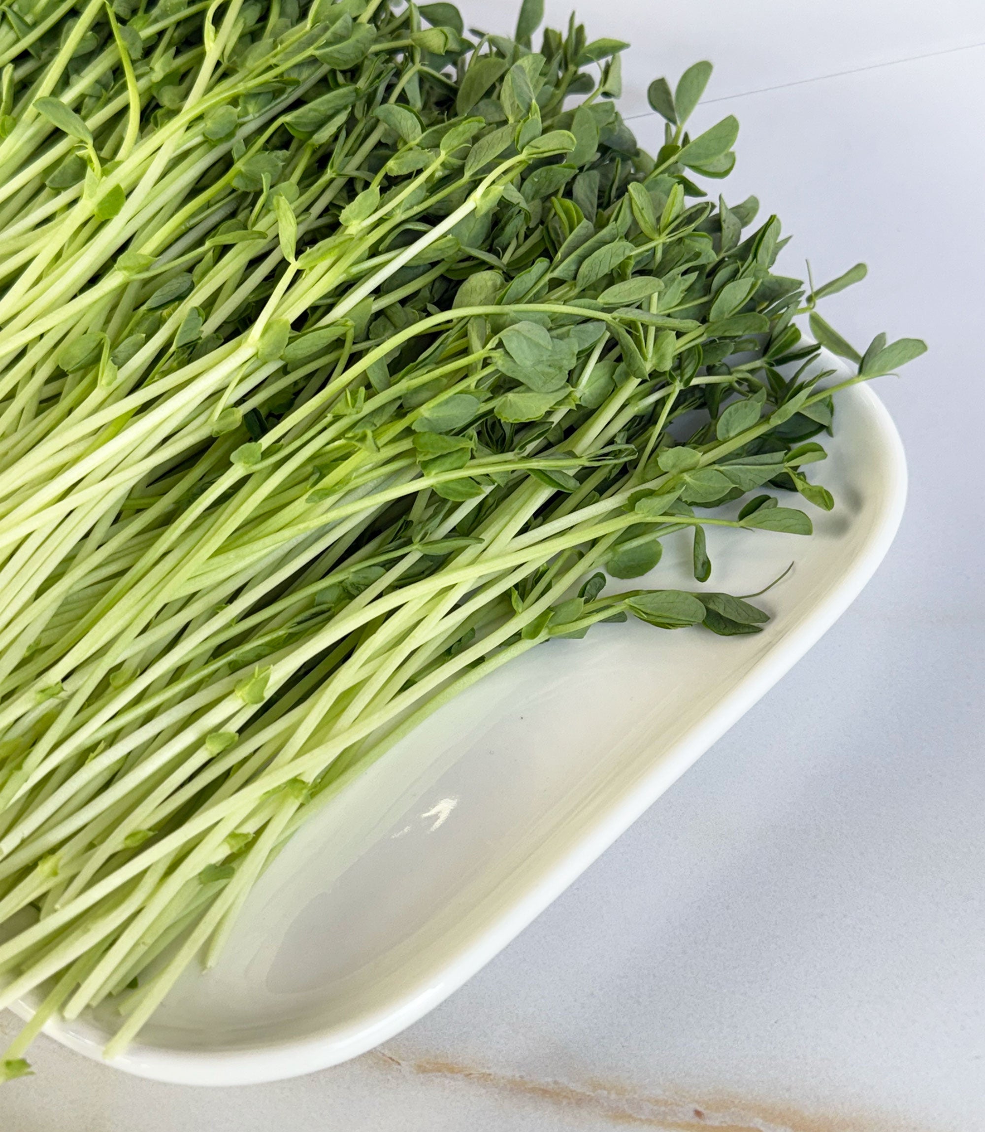 peashoots_bffd3b7d-3a7a-46de-b5bd-08c3106350e7.jpg