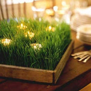 Wheatgrass Tray