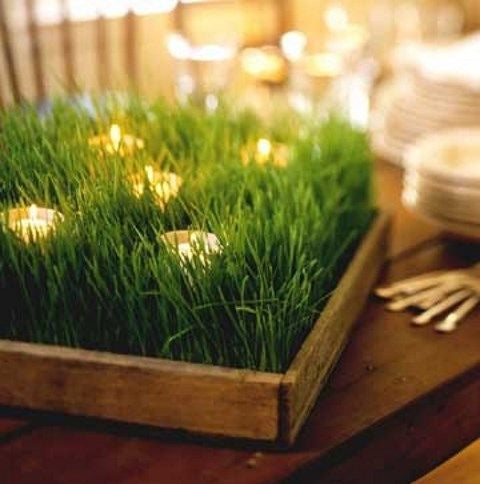 Wheatgrass Tray