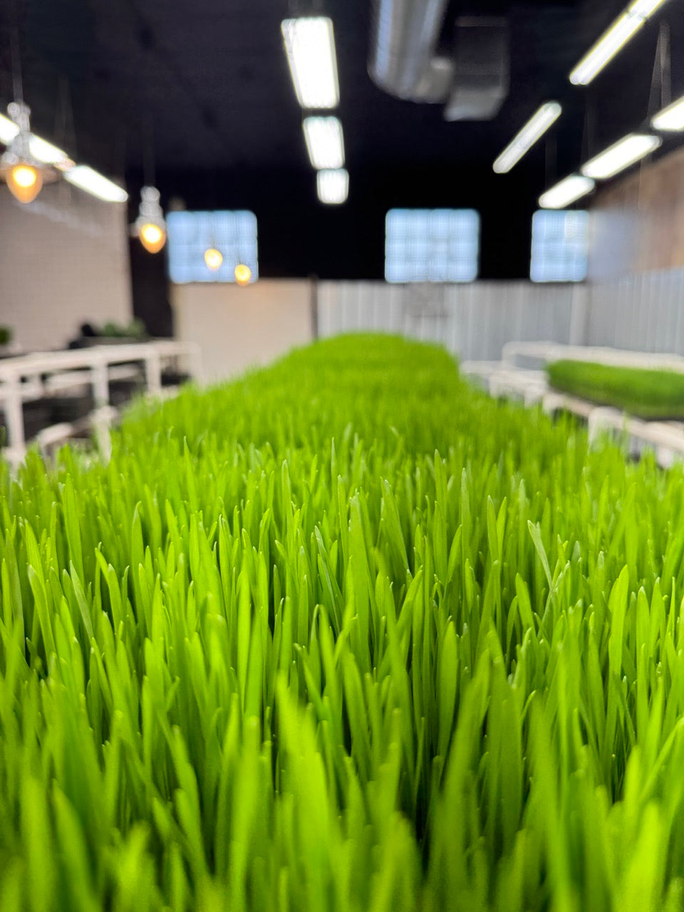 wheatgrassoverhead.jpg